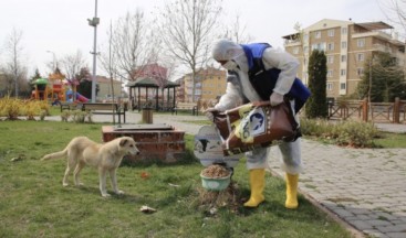 Belediye sokak hayvanlarını unutmadı