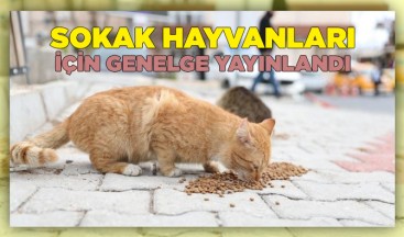 İçişlerinden sokak hayvanları için genelge