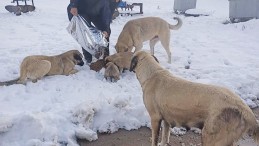 Elazığ’da sokak hayvanları unutulmadı; mama dağıtımı gerçekleştirildi