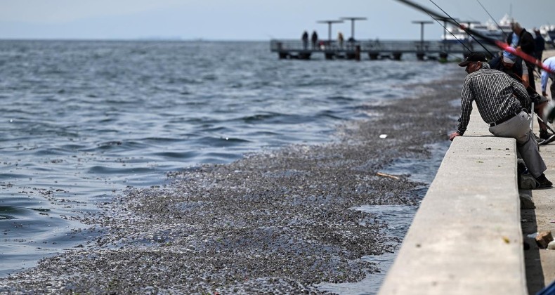 İzmir Körfezi’ndeki kirliliğin belli oldu …