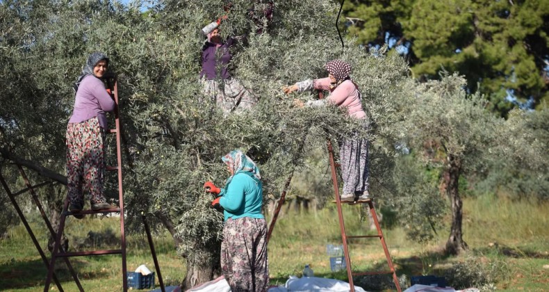 Zeytin ağacı kurak yazda strese girdi, yağ verimi düştü – Birlik Haber Ajansı