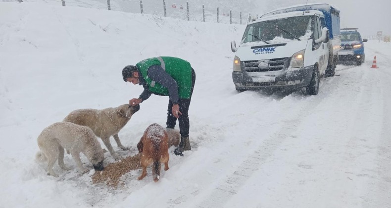 Canik’te sokak hayvanlarına kış desteği – Birlik Haber Ajansı