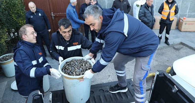 Antalya’da 300 kilogram sağlıksız midyeye el konuldu – Birlik Haber Ajansı