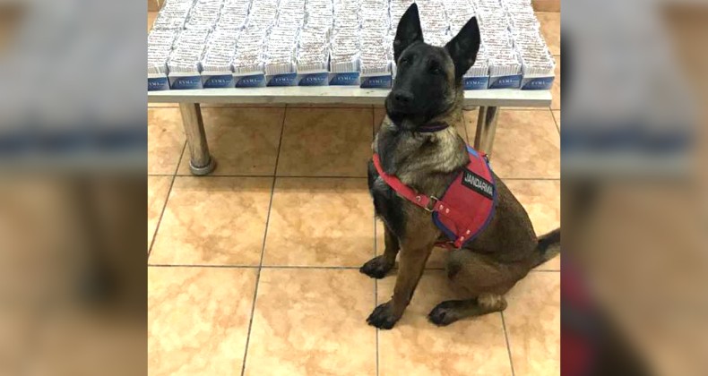 Jandarma Köpeği “Alkış” Kaçakçılara Geçit Vermedi! – Birlik Haber Ajansı