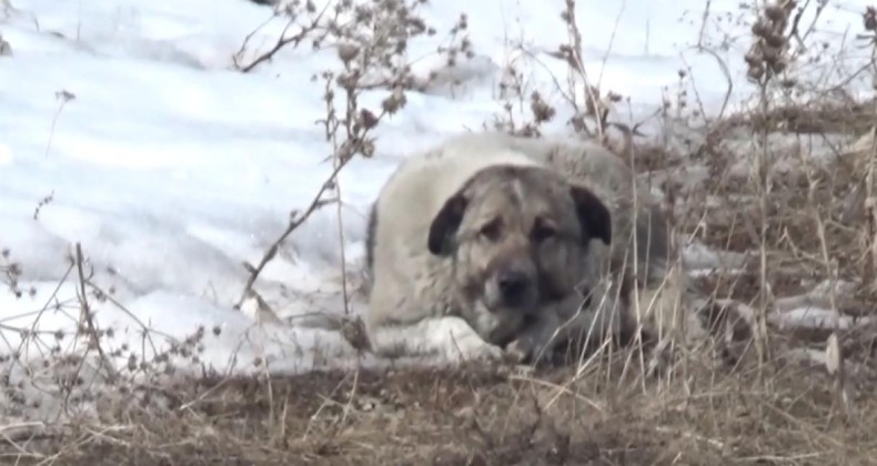 Başıboş köpekler bu kez Hakkari’de can aldı! – Birlik Haber Ajansı