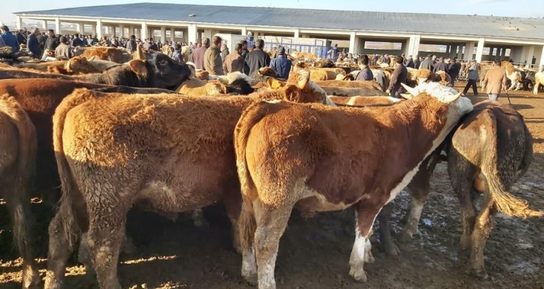 Kars’ta şap tehdidi! Hayvan pazarları kapatıldı! – Birlik Haber Ajansı