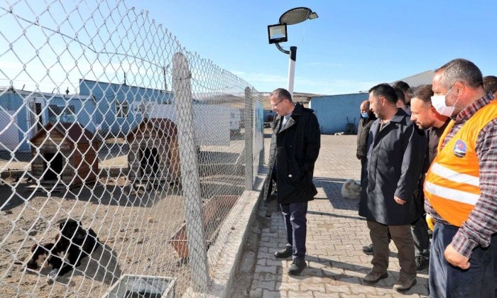 Vali Ziya Polat, sahipsiz sokak hayvanları doğal yaşam alanında incelemelerde bulundu – Birlik Haber Ajansı