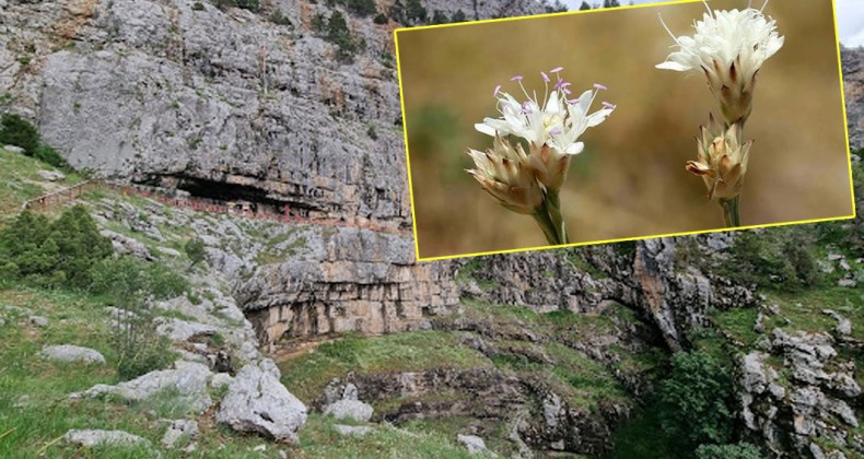 Antalya’nın Akseki ilçesinde yeni bir endemik bitki türü keşfedildi – Birlik Haber Ajansı